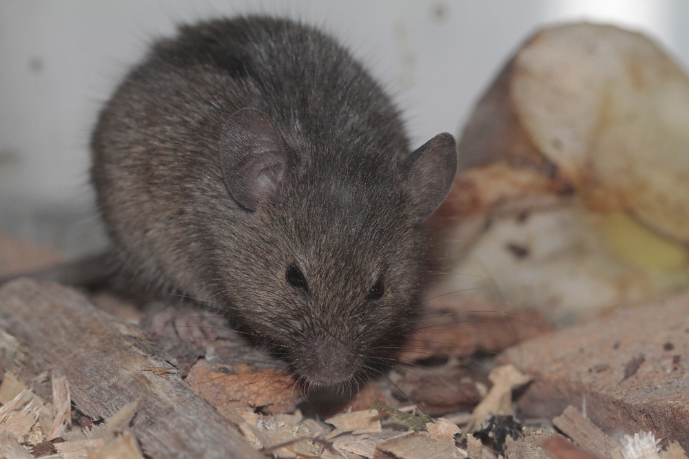 Souris grise (Mus musculus)