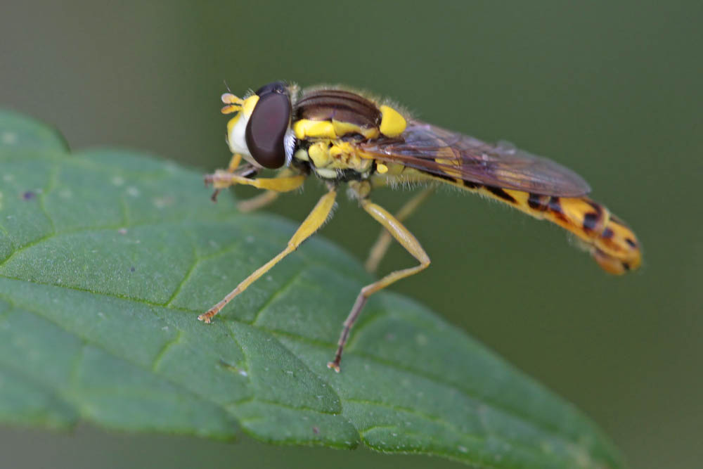 Syrphe porte plume (Spaerophoria scripta)
