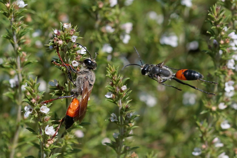 Sphex gryllivore (Sphex funerarius) couple