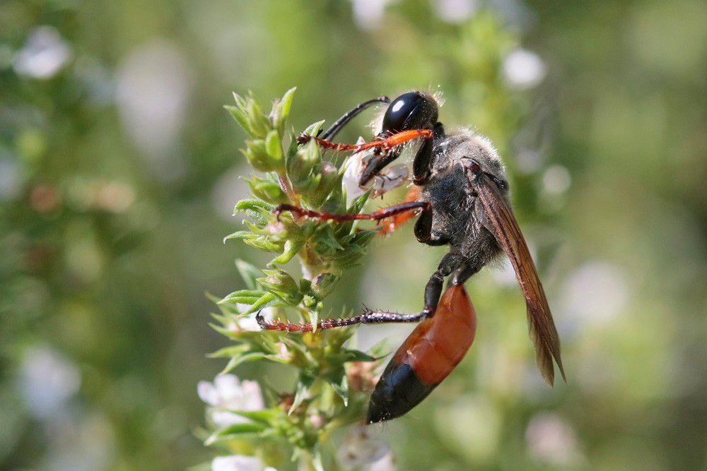 Sphex gryllivore (Sphex funerarius) femelle.