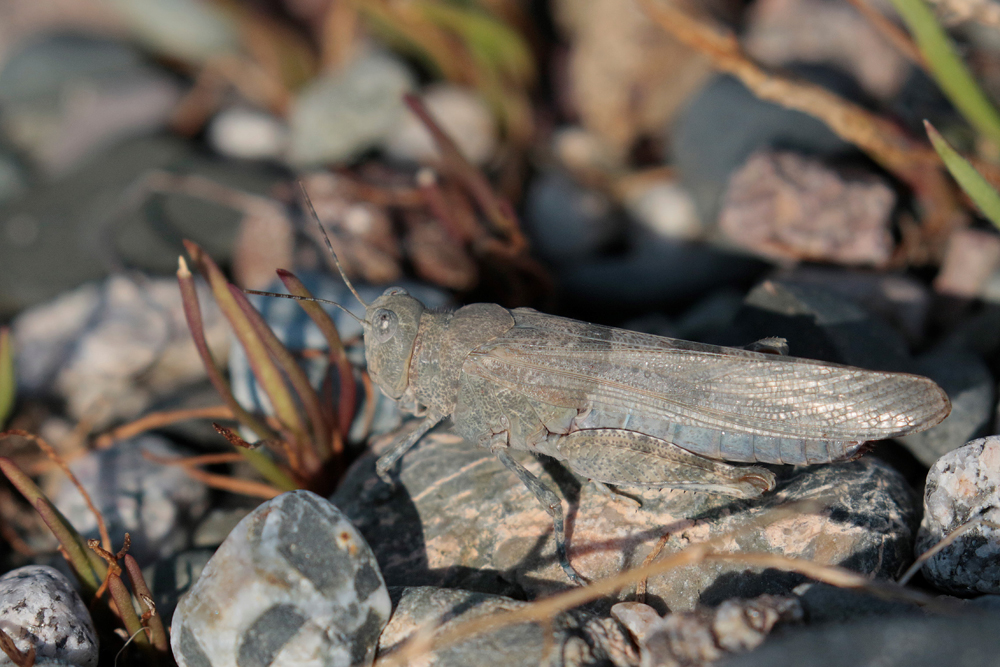 Oedipode aigue marine (Sphingonotus caerulans)