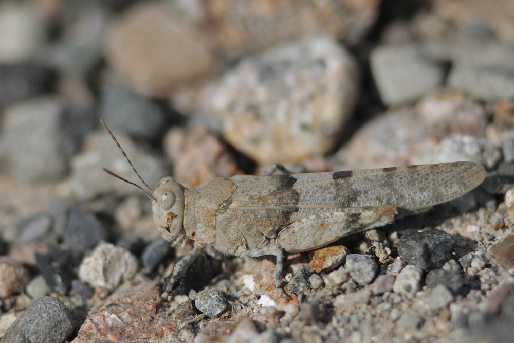 Oedipode aigue marine (Sphingonotus caerulans)