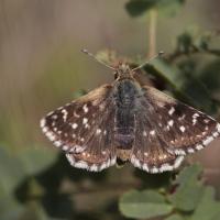 L' Hespérie des sanguisobes ou Roussatre (Spialia sertorius)