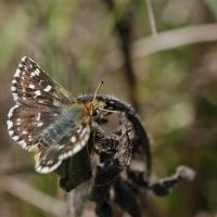 L' Hespérie des sanguisobes ou Roussatre (Spialia sertorius)