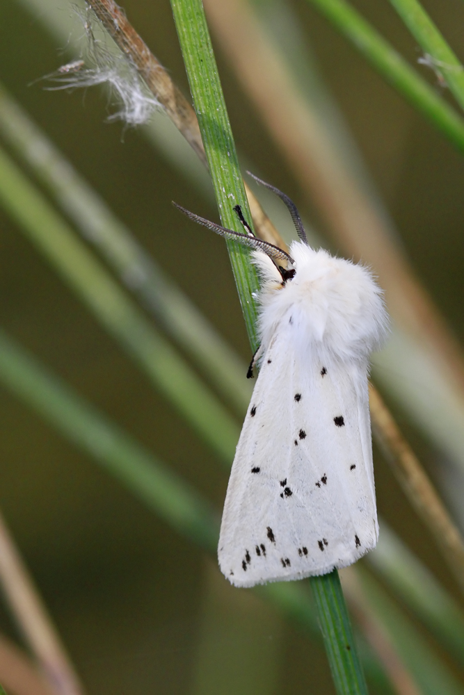 L'Ecaille tigrée (Spilosoma lubricipeda)