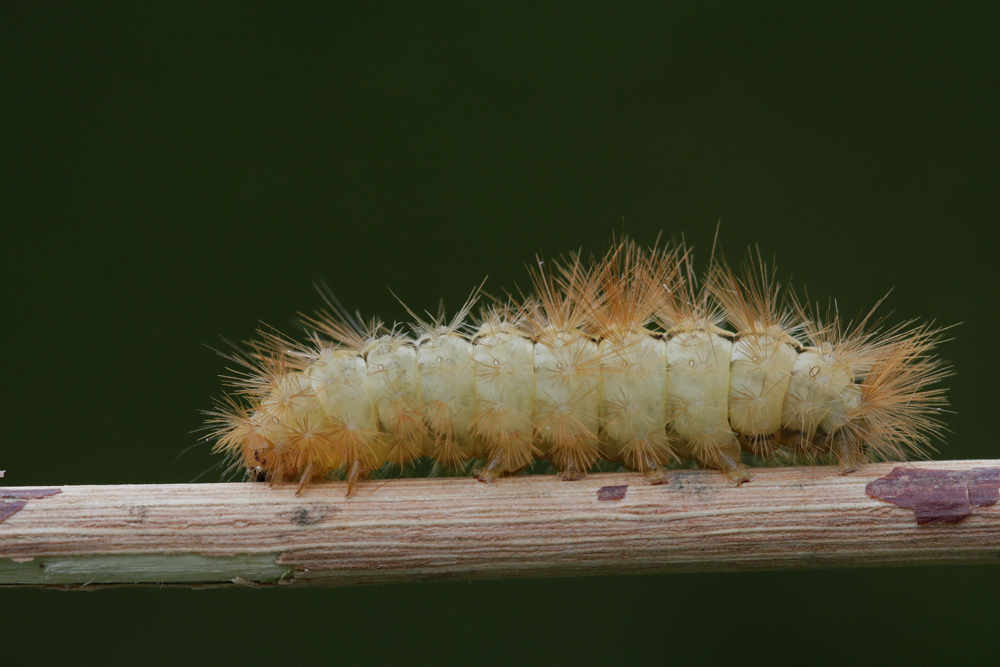 L'Ecaille lièvre (Spilosoma luteum)