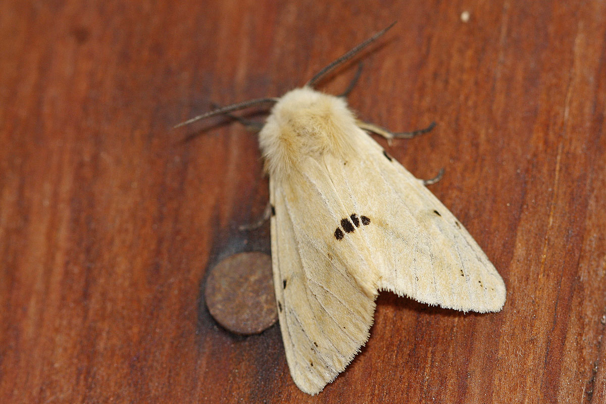 L'Ecaille lièvre (Spilosoma lutéum)