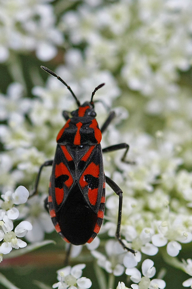 Spilostethus saxatilis