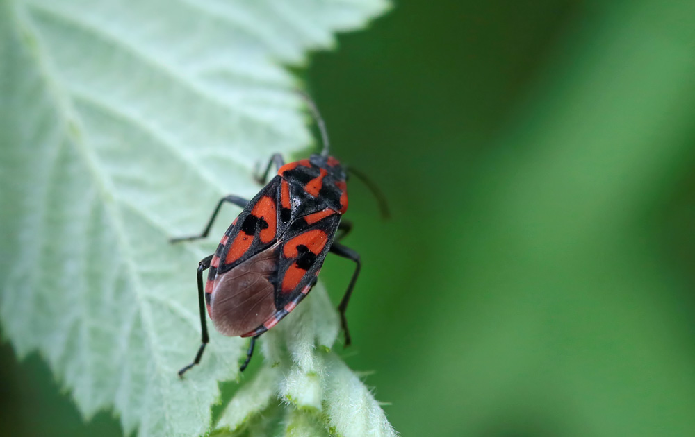 Spilosthetus saxatilis