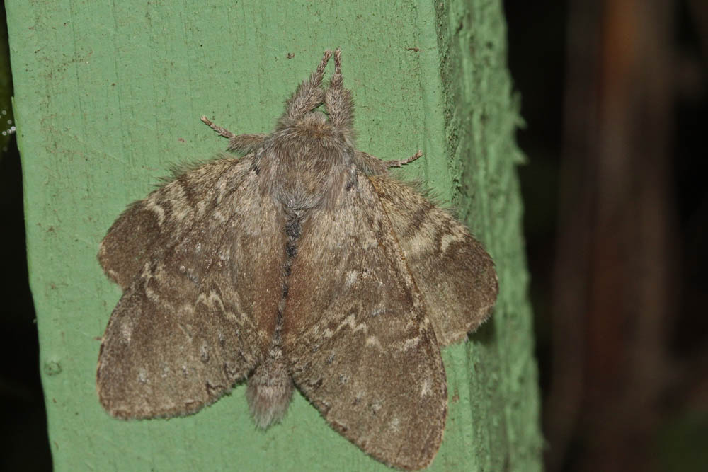 L'Ecureuil (Stauropus fagi)