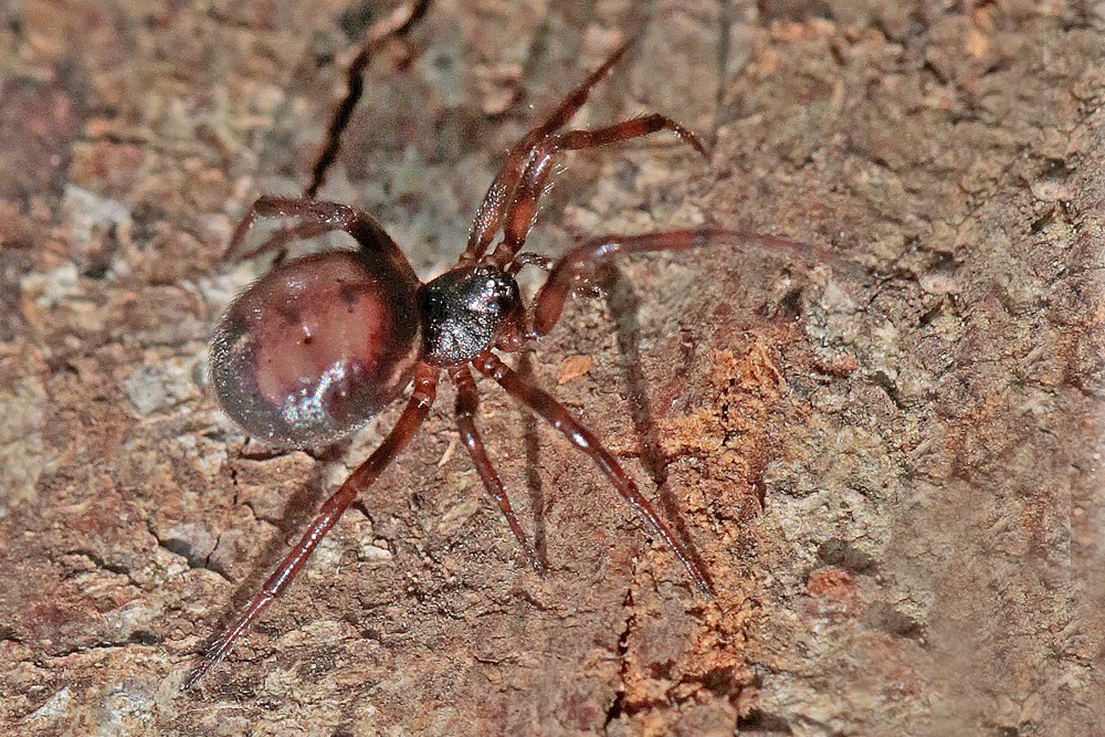 Steatoda bipunctata