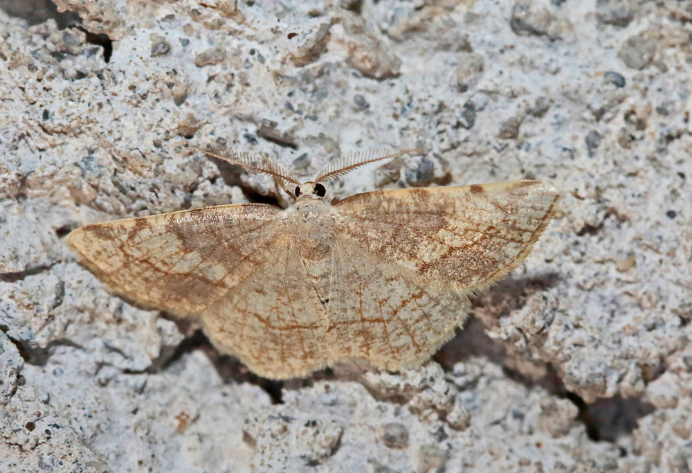 La Steganie du peuplier (Stegania trimaculata)