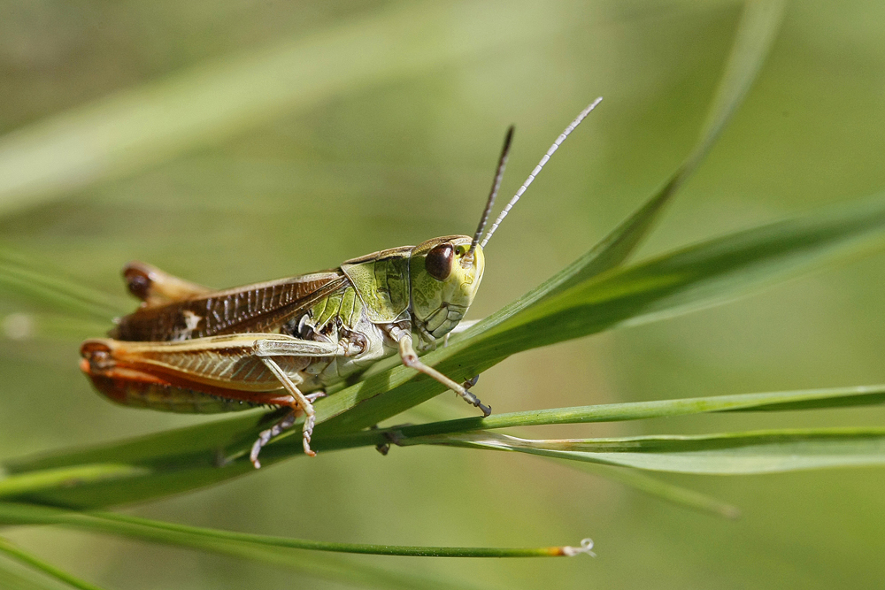 Sténobothre de la palène (Stenobothrus lineatus) mâle