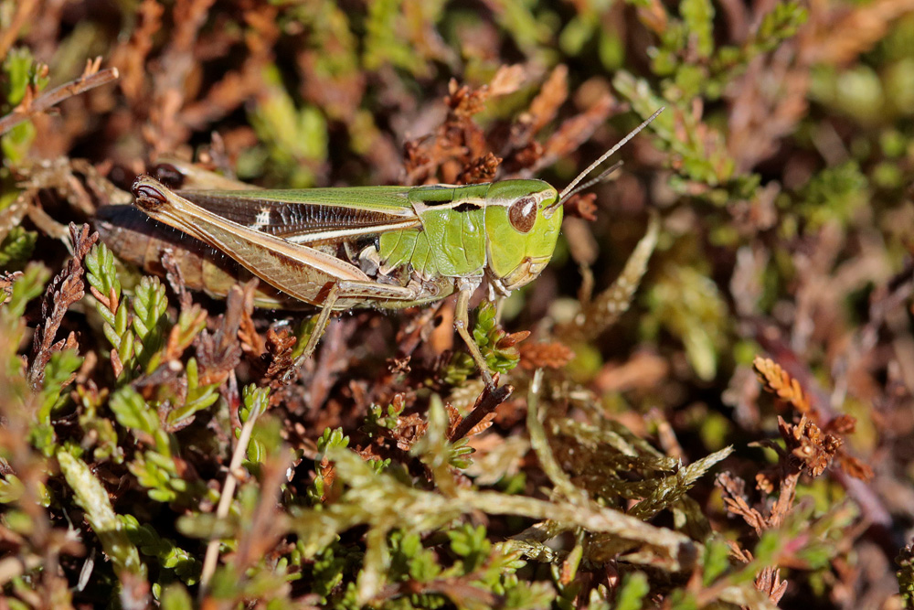 Sténobothre de la palène (Stenobothrus lineatus)