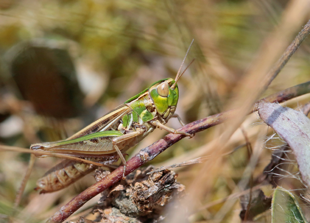 Stenobothre nain (Stenobothrus stigmaticus)