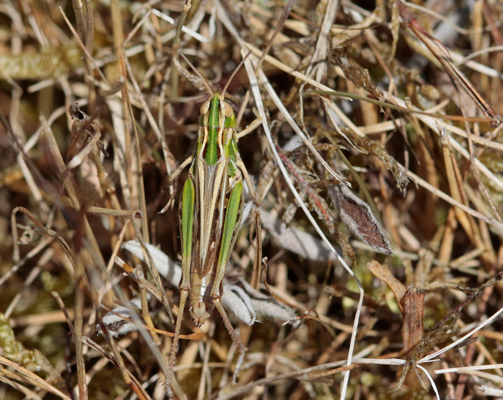 Stenobothre nain (Stenobothrus stigmaticus)