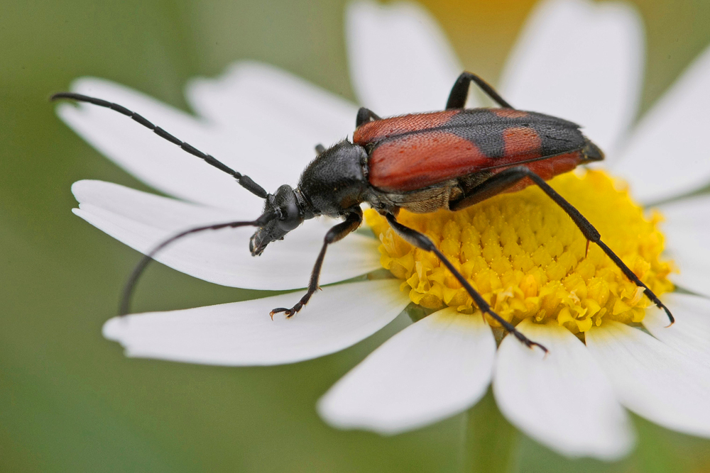 Lepture bifasciée (Stenurella bifasciata)