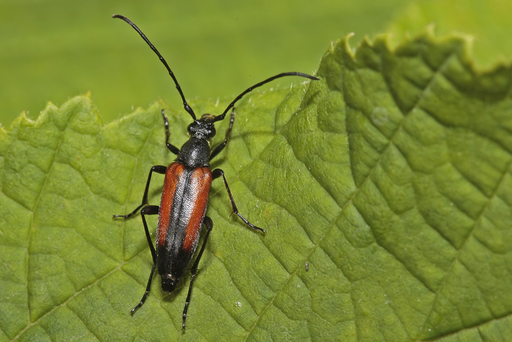 Lepture à suture noire (Stenurella melanura)