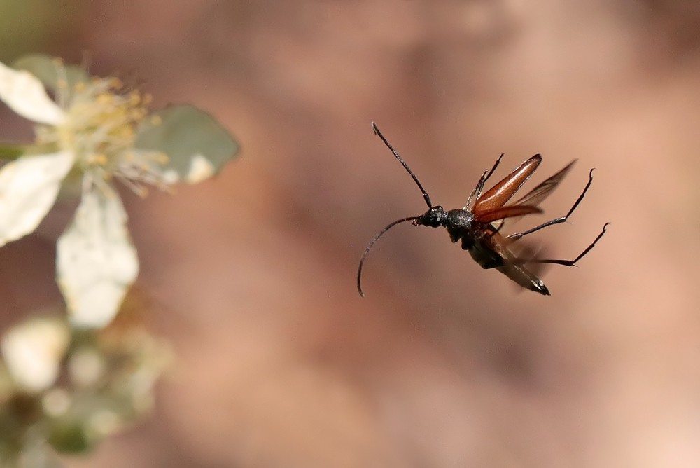 Lepture à suture noire (Stenurella melanura)