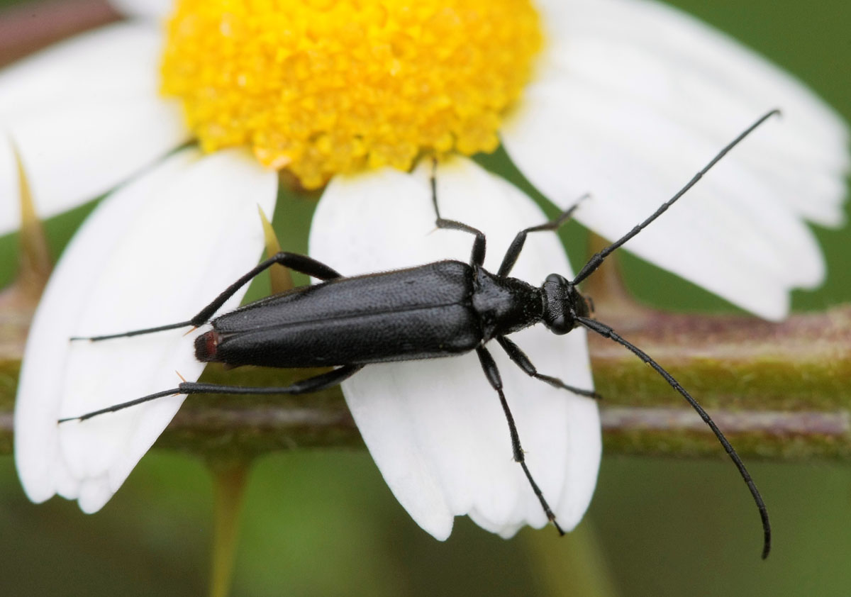 Lepture noire (Stenurella nigra)