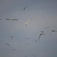 Sterne pierregarin (Sterna hirundo)
