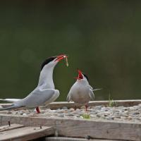 Sterne pierregarin (Sterna hirundo) couple.