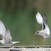 Sterne pierregarin (Sterna hirundo) jeune