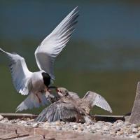 Sterne pierregarin (Sterna hirundo)