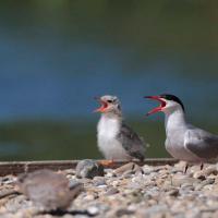 Sterne pierregarin (Sterna hirundo)