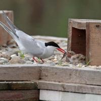 Sterne pierregarin (Sterna hirundo)