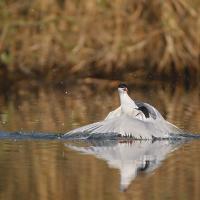 Sterne pierregarin (Sterna hirundo)