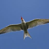 Sterne pierregarin (Sterna hirundo)
