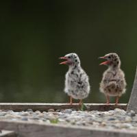 Sterne pierregarin (Sterna hirundo) poussins