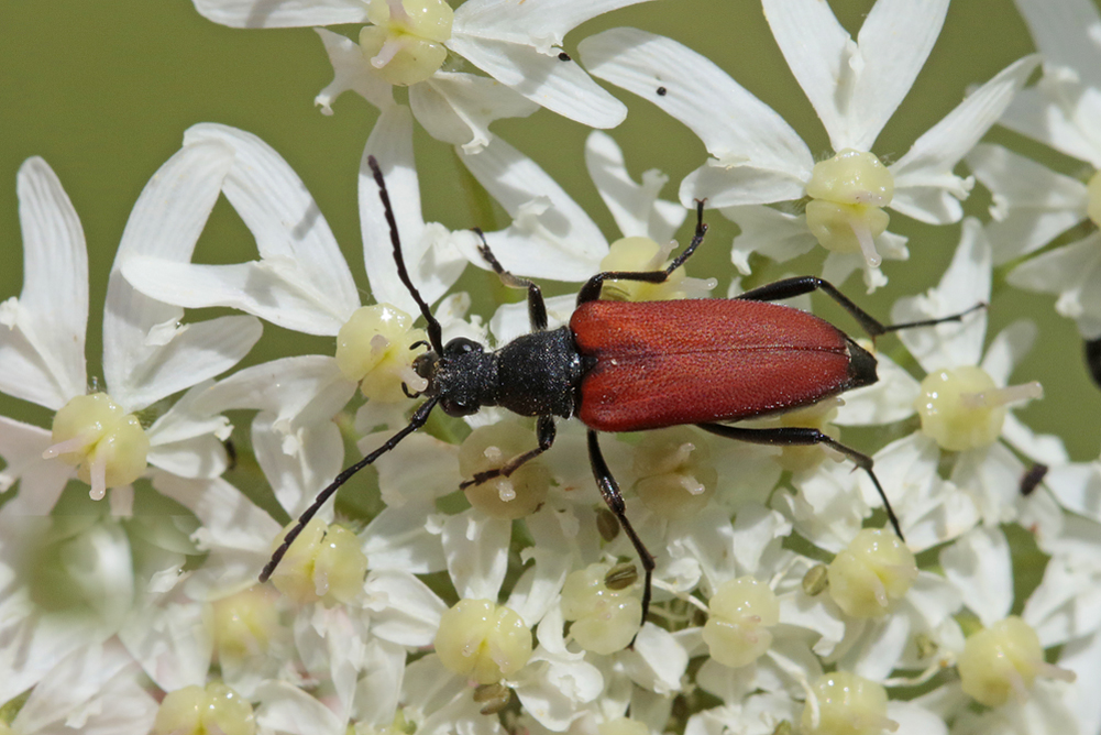 Lepture fauve (Stictoleptura fulva)