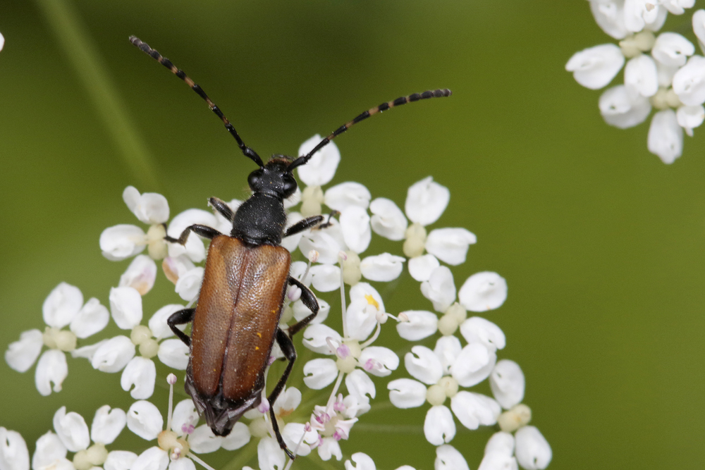 Lepture à antennes tachetées (Stictoleptura maculicornis)