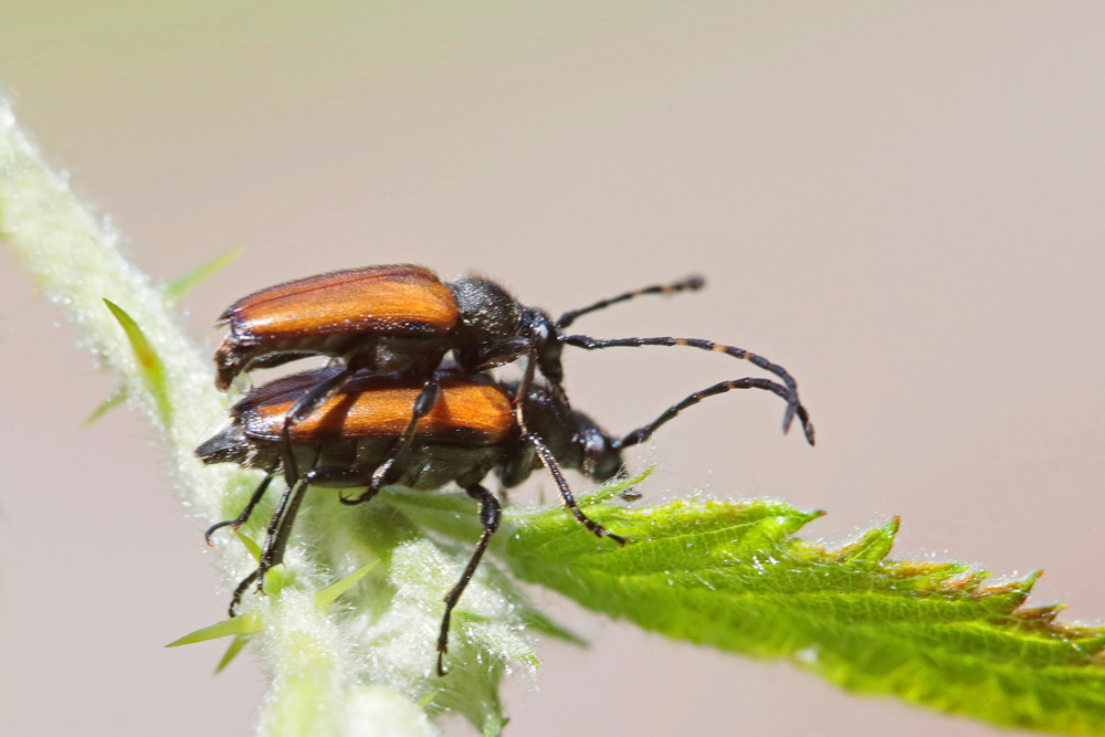 Lepture à antennes tachetées (Stictoleptura maculicornis) couple