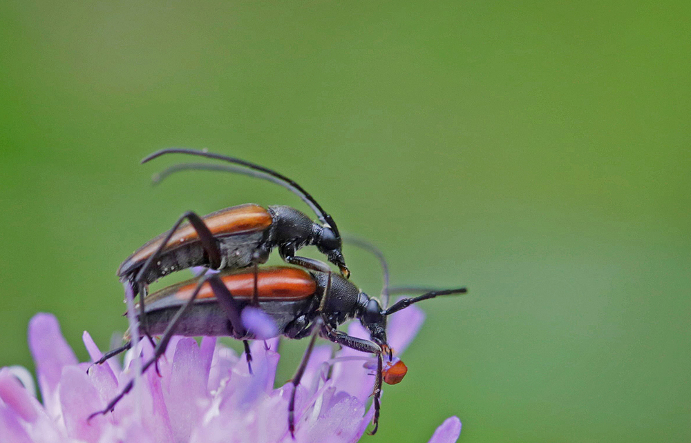 Lepture à suture noire (Stenurella melanura)  couple