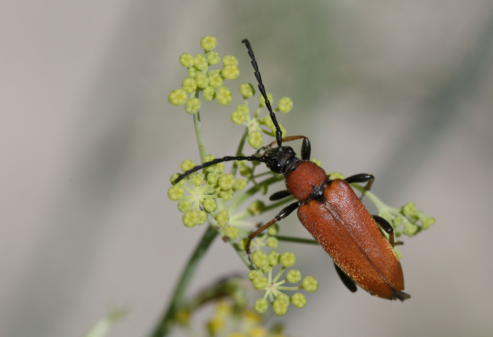 Lepture rouge (Stictoleptura rubra)