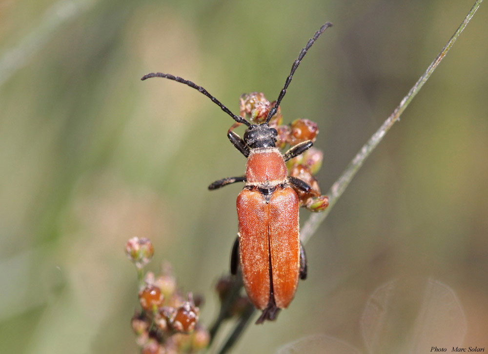 Lepture rouge (Stictoleptura rubra) femelle