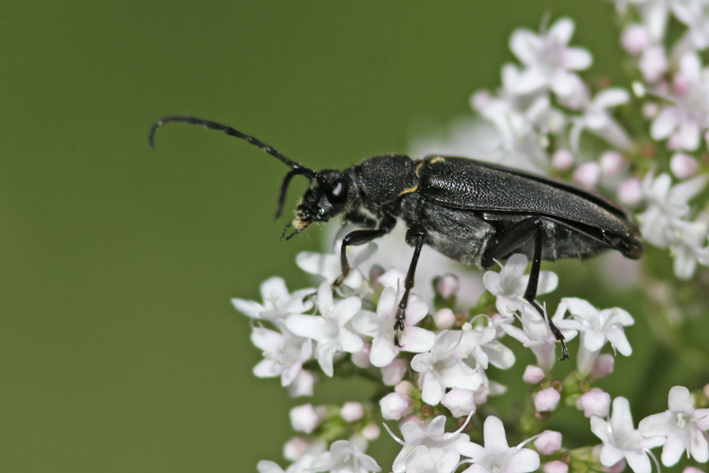 Lepture ecussonnée (Stictoleptura scutellata)