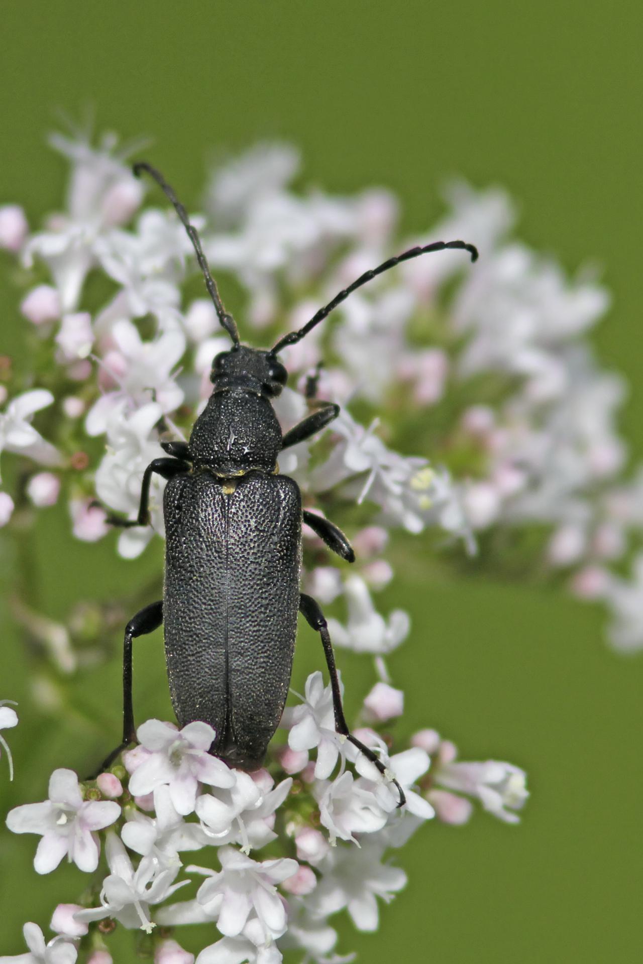 Lepture ecussonnée (Stictoleptura scutellata)