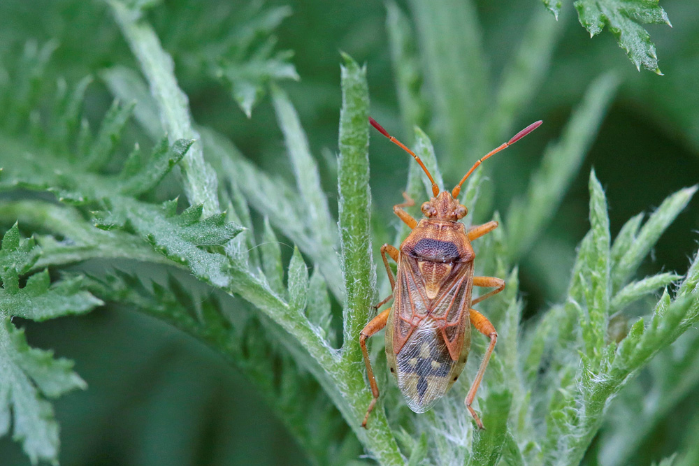Stictopleurus  abutilon