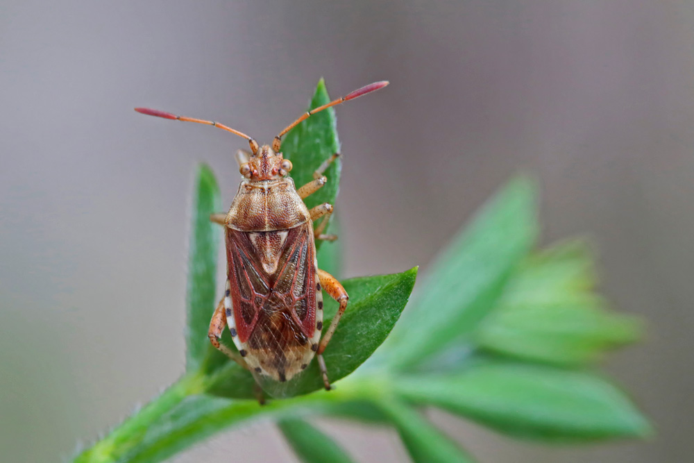 Stictopleurus  abutilon