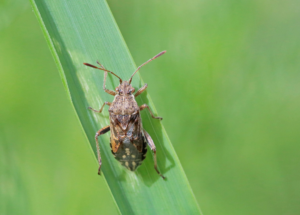 Stictopleurus punctatonervosus