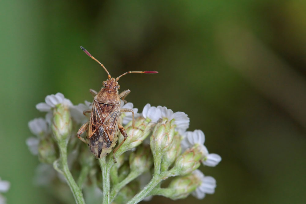 Stictopleurus punctatonervosus