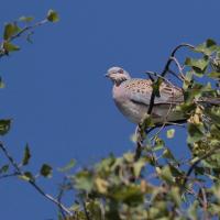 Tourterelle des bois (Streptotelia turtur)