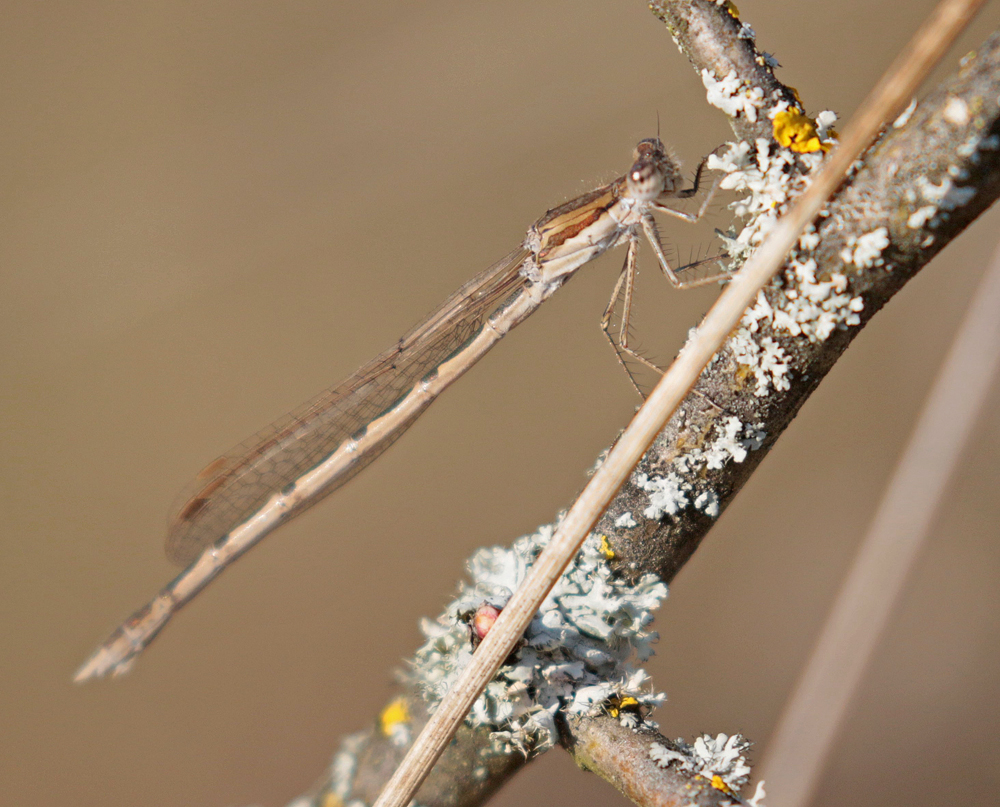 Brunette hivernale (Sympecma fusca)