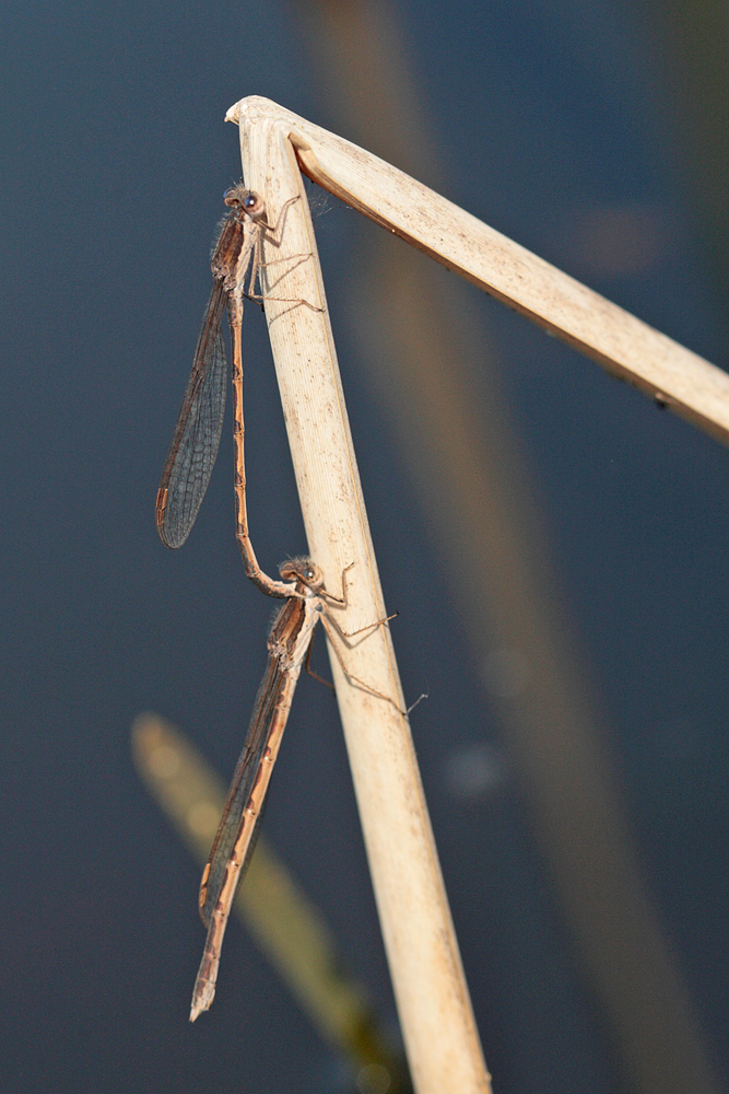 Brunette hivernale (Sympecma fusca) couple.