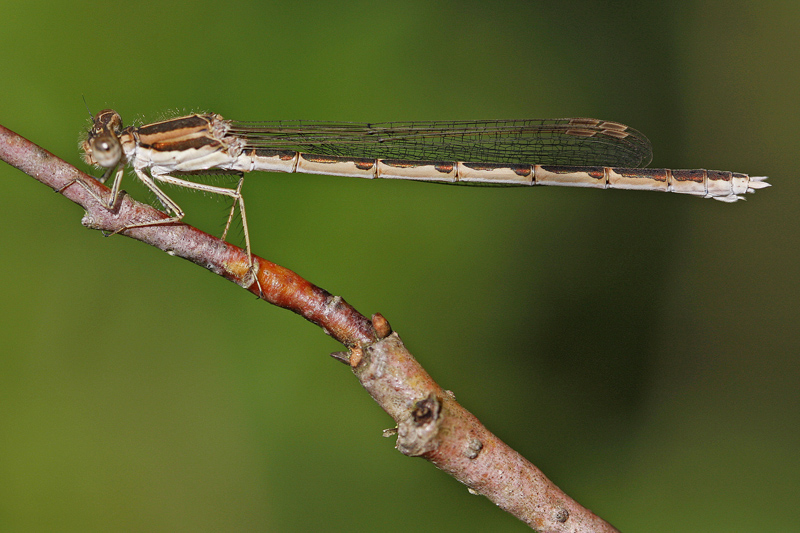 Brunette hivernale (Sympecma fusca)