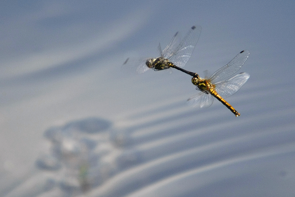 Sympetrum noir (Sympetrum danae) couple.